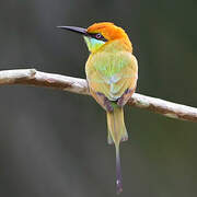 Asian Green Bee-eater