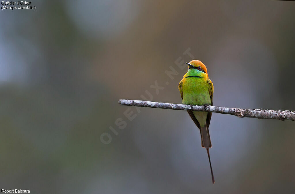 Asian Green Bee-eater