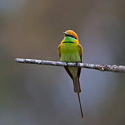 Asian Green Bee-eater