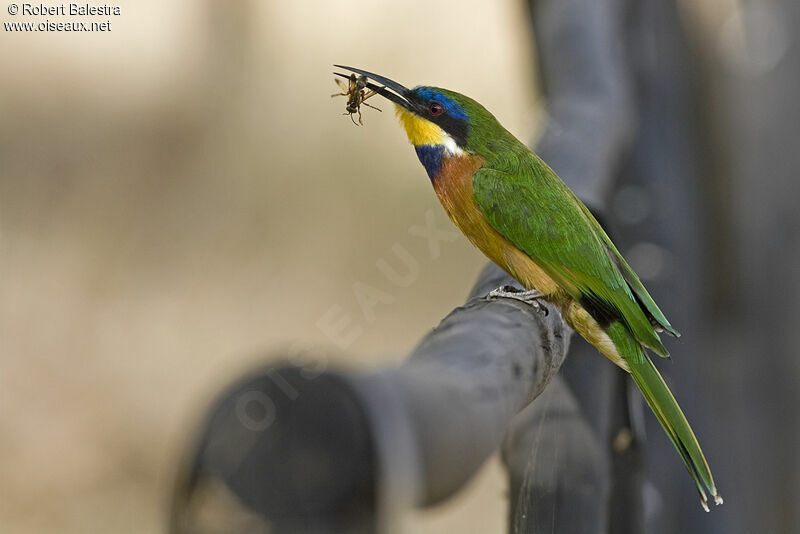 Ethiopian Bee-eater