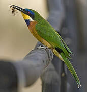 Ethiopian Bee-eater