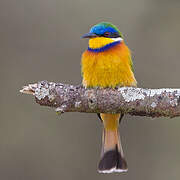 Ethiopian Bee-eater