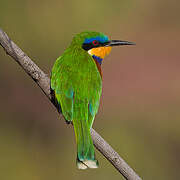 Ethiopian Bee-eater