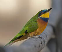 Ethiopian Bee-eater