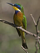 Ethiopian Bee-eater