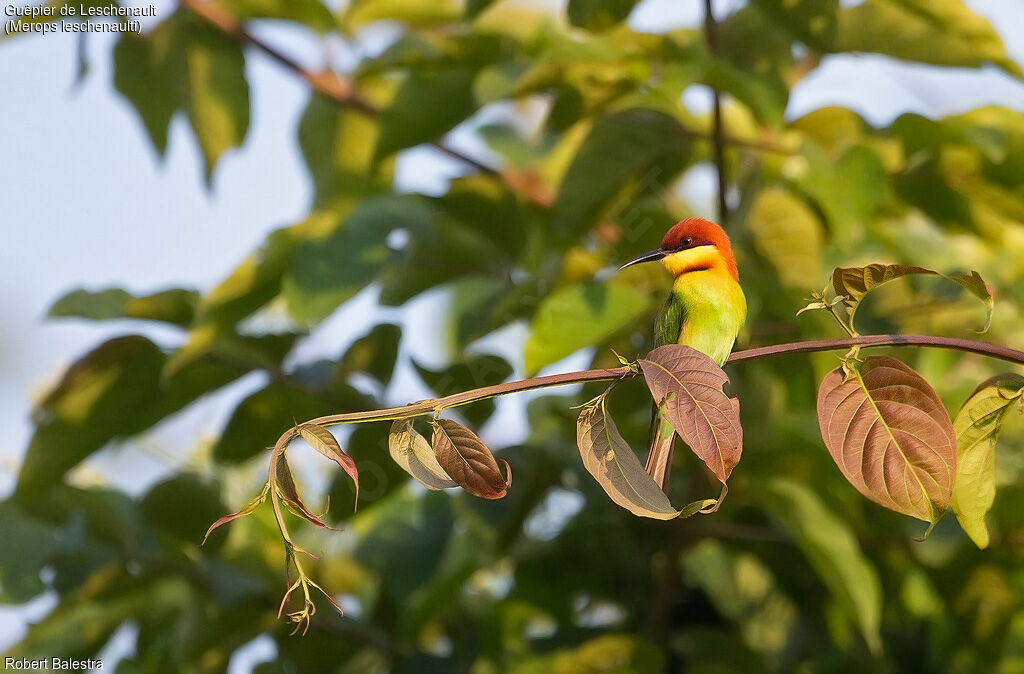 Chestnut-headed Bee-eater