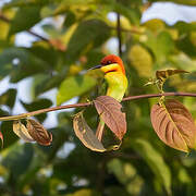 Chestnut-headed Bee-eater