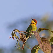 Chestnut-headed Bee-eater