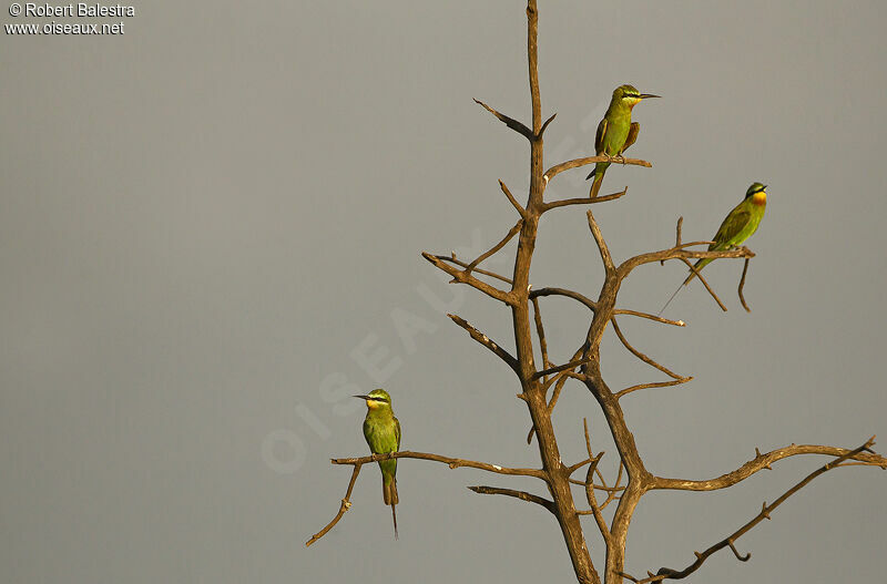 Blue-cheeked Bee-eater