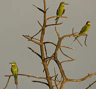 Blue-cheeked Bee-eater