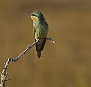 Blue-cheeked Bee-eater