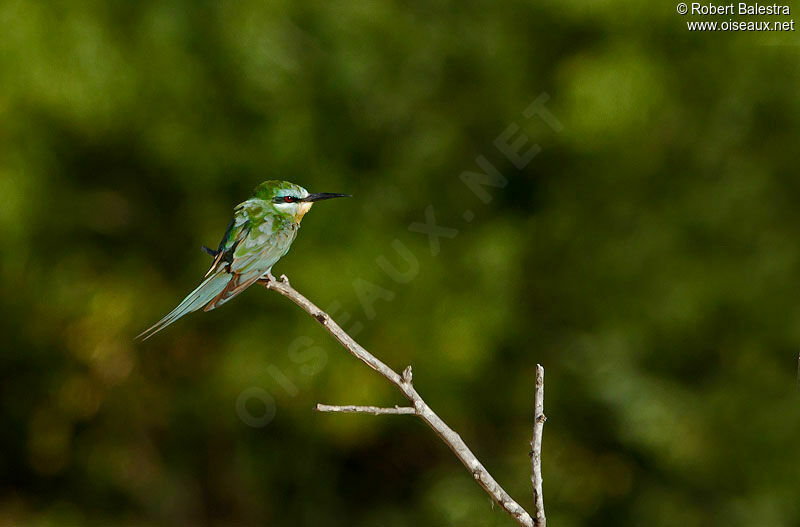 Blue-cheeked Bee-eater