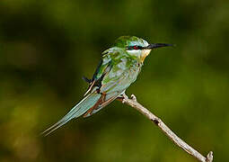 Blue-cheeked Bee-eater