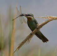 Blue-cheeked Bee-eater