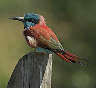 Northern Carmine Bee-eater