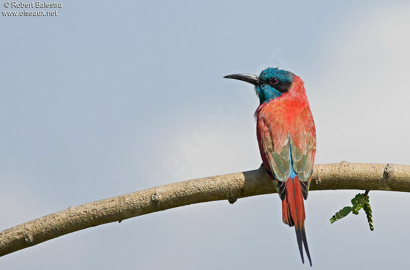 Northern Carmine Bee-eater