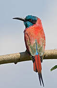 Northern Carmine Bee-eater