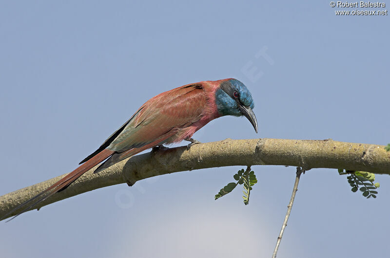 Northern Carmine Bee-eater