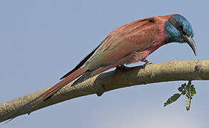 Northern Carmine Bee-eater