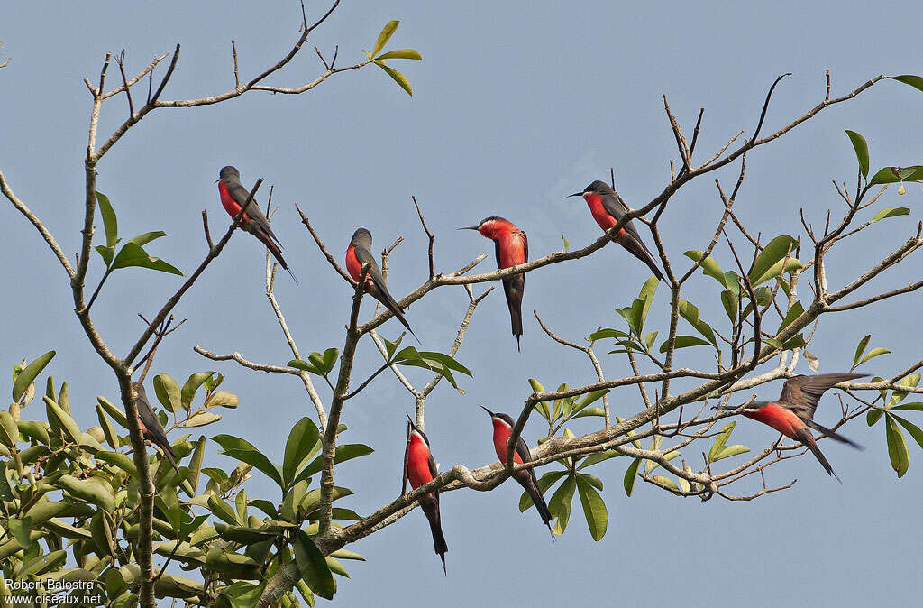 Guêpier gris-roseadulte, habitat, pigmentation, Comportement