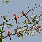 Rosy Bee-eater