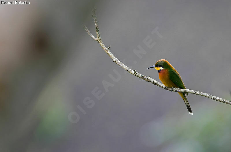 Cinnamon-chested Bee-eater