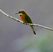 Cinnamon-chested Bee-eater