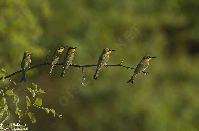 Little Bee-eater, Behaviour