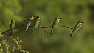 Little Bee-eater