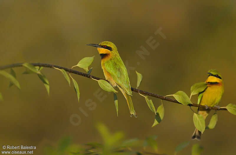 Little Bee-eater