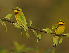 Little Bee-eater