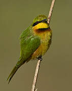 Little Bee-eater