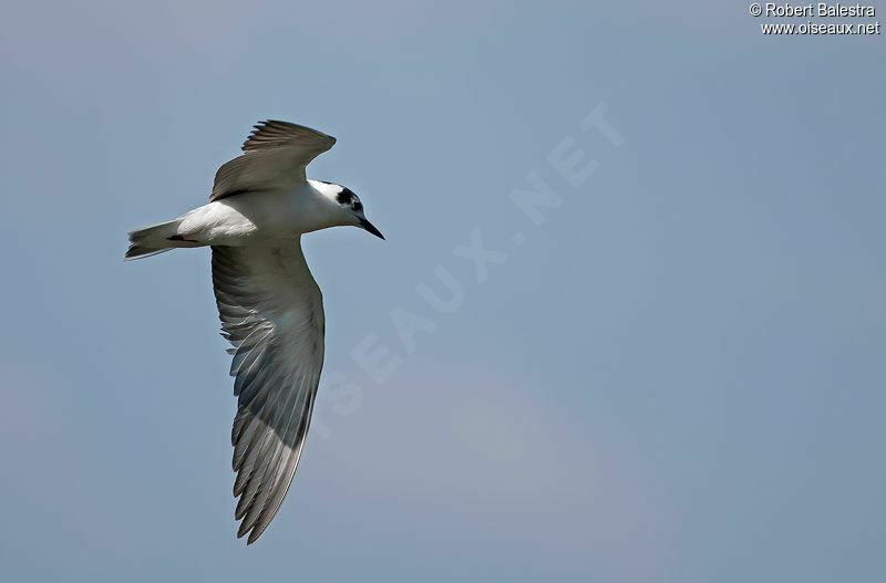 Guifette leucoptère