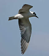 White-winged Tern