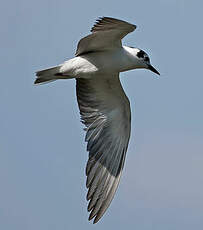 Guifette leucoptère