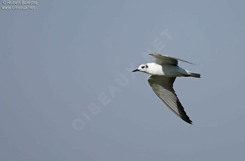 Guifette leucoptère