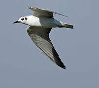 White-winged Tern