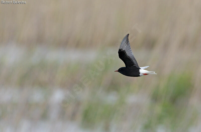 White-winged Tern