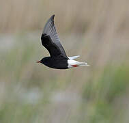 White-winged Tern