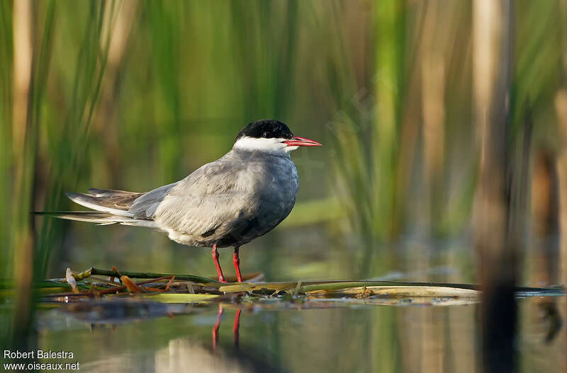 Whiskered Ternadult breeding, identification