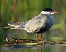 Whiskered Tern