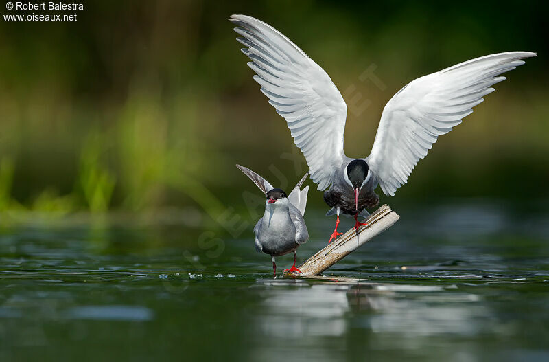 Whiskered Tern 