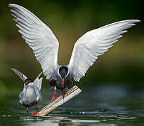 Whiskered Tern