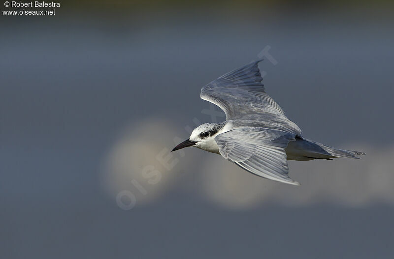 Whiskered Tern, Flight