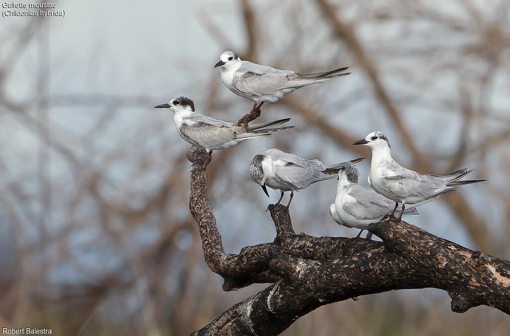 Whiskered Tern