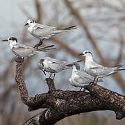 Whiskered Tern