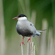 Whiskered Tern