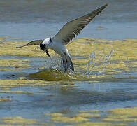 Black Tern