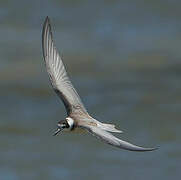 Black Tern