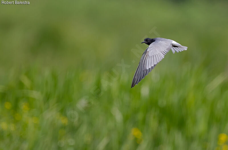 Black Tern